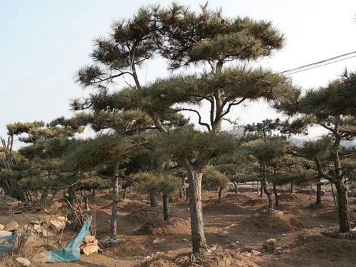 造型松哪家好，造型松哪家便宜，山东造型松基地推荐.jpg